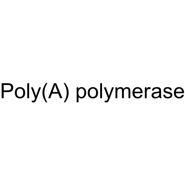 Poly(A) polymerase 9026-30-6